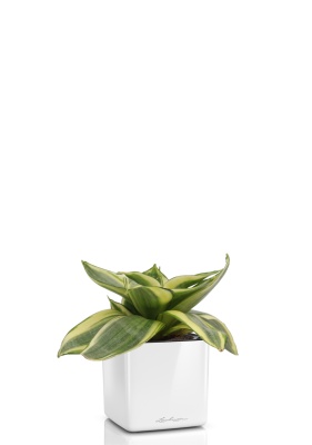 Сансевиерия Голден Ханни 6/15 см в CUBE GLOSSY 14 Сансевиерия Голден Ханни 6/15 см в CUBE GLOSSY 14