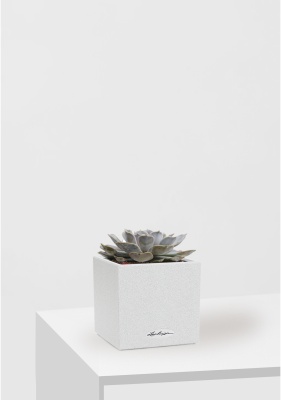Эхеверия Лилацина 12/20 см в CANTO STONE 14, песочный белый