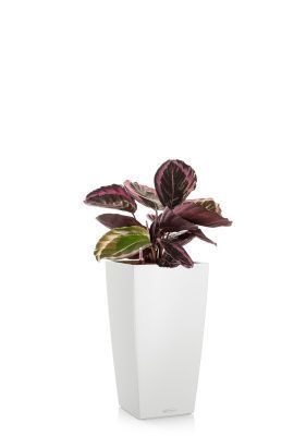 Калатея Розеопикта 15/40 см в CUBICO COLOR 22, белый Калатея Розеопикта 15/40 см в CUBICO COLOR 22, белый