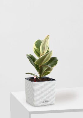 Фикус Эластика Тинеке 12/35 см в CUBE COLOR 14 Фикус Эластика Тинеке 12/35 см в CUBE COLOR 14