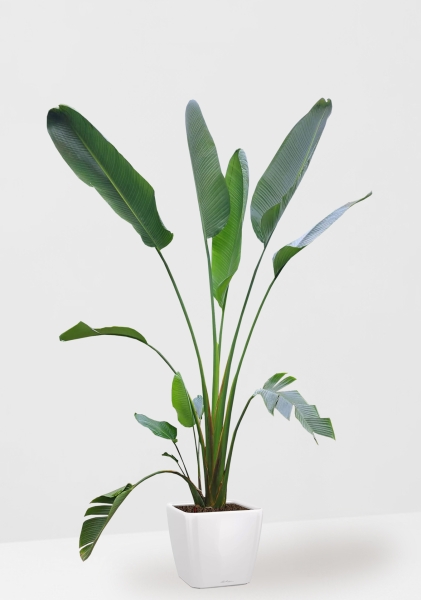 Стрелиция Николай 33/300 см в QUADRO LS 43 Стрелиция Николай 33/300 см в QUADRO LS 43