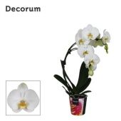 Фаленопсис 2 ствола White Boomerang Decorum 14+ (bernhard) d12 см h50 см