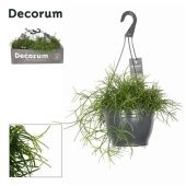 Рипсалис Бацифера Cassutha Oasis d21 см h35 см