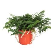 Даваллия Fijensis d14 см h30 см