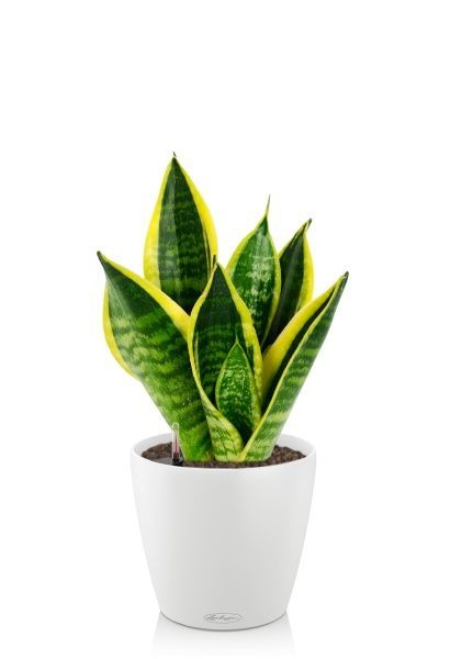 Сансевиерия Футура Суперба 14/40 см в CLASSICO COLOR 18