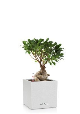 Фикус бонсай CANTO STONE 14/35 см Песочный белый Фикус бонсай CANTO STONE 14/35 см Песочный белый