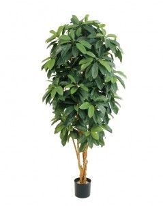 Шеффлера Леди