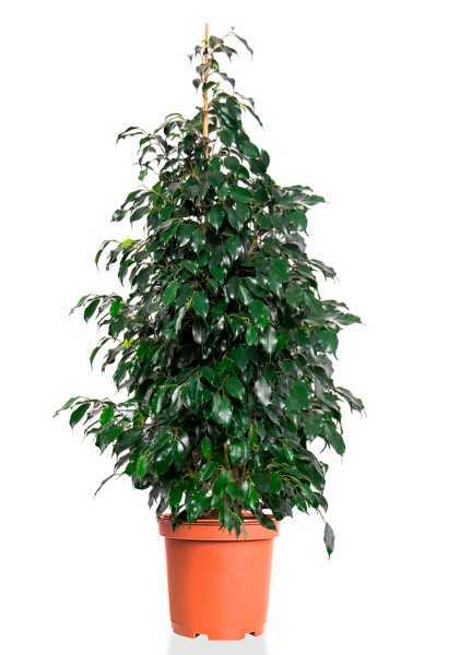 Фикус Бенджамина Даниэль d30 см h140 см