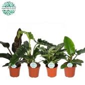 Филодендрон микс d17 см h50 см