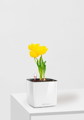 Тюльпан 7/15 см в CUBE GLOSSY 14