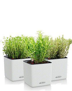 Набор "Пряные травы" CUBE 14/35 см, белый (3 шт.)