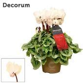 Цикламен Пикассо уютный белый (decorum) d11 см h22.5 см