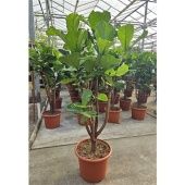 Фикус Лирата на стволе разветвленный d45 см h180 см