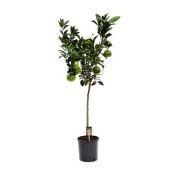 Цитрус Оранж на стволе d28 см h150 см Цитрус Оранж на стволе d28 см h150 см