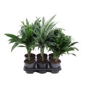 Драцена микс 1 ствол d13 см h50 см