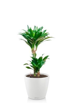 Драцена Компакта 2 ствола 17/60 см в CLASSICO COLOR 21, белый