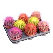 Эхинокактус Rainbow Mix d10.5 см h15 см