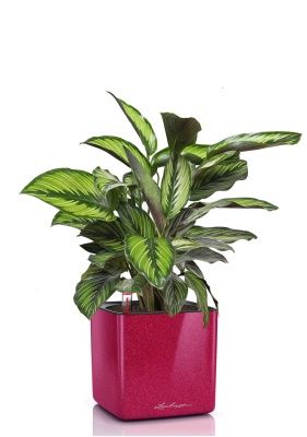 Калатея Принцепс в CUBE GLOSSY KISS 14, вишнево-розовый блестящий