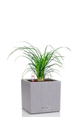 Нолина 3 луковицы 12/30 см в CANTO STONE 14, серый камень