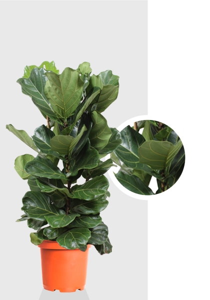 Фикус Лирата 3 ствола Эксклюзив 40/180 см