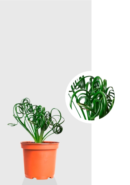 Альбука Спиралис 12/25 см Альбука Спиралис 12/25 см