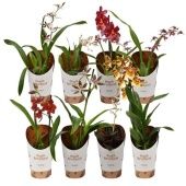 Орхидея микс d9 см h25 см тип 1 Орхидея микс d9 см h25 см тип 1