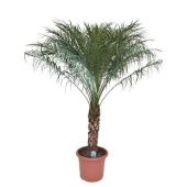 Финик Робелини d40 см h190 см тип 1 Финик Робелини d40 см h190 см тип 1