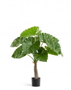 Алоказия Калидора