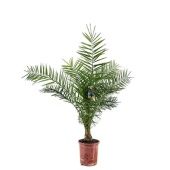 Финик канарский d27 см h170 см