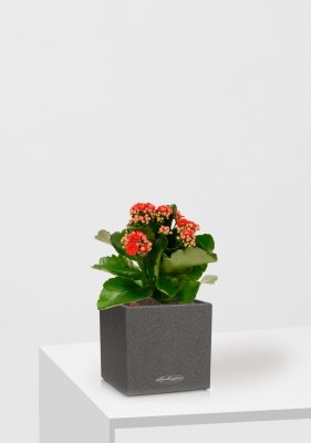 Каланхоэ микс 12/30 см в CANTO STONE 14 Каланхоэ микс 12/30 см в CANTO STONE 14