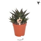 Хавортия лимифолия d9 см h20 см