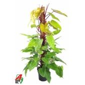 Филодендрон Painted Lady d27 см h170 см