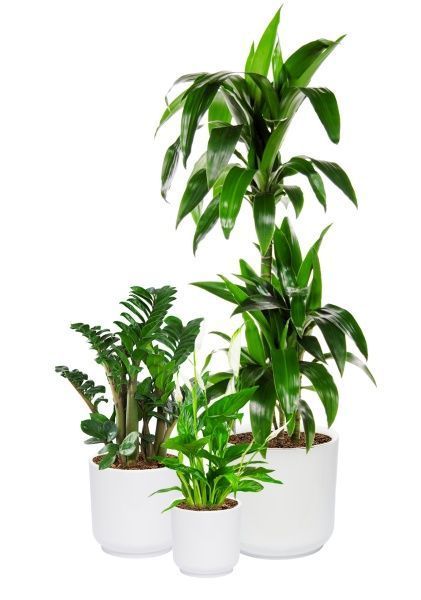 Набор для озеленения офиса № 4 (Спатифиллум, Замиокулькас Зензи, Драцена Джанет Крейг 3 ствола) Набор для озеленения офиса № 4 (Спатифиллум, Замиокулькас Зензи, Драцена Джанет Крейг 3 ствола)