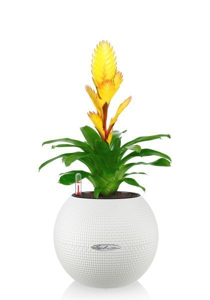 Вриезия желтая в PURO 20 Вриезия желтая в PURO 20