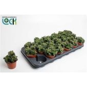 Крассула Спрингтайм денежное дерево d8.5 см h15 см