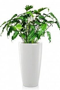 Филодендрон Ксанаду в RONDO 32