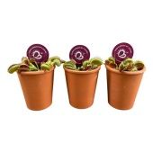 Венерина мухоловка Дионея d7 см h10 см