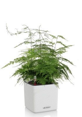 Аспарагус в CUBE COLOR 14, белый