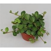 Пеперомия Хоуп d12 см h20 см