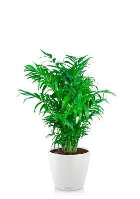 Хамедорея 23/90 в CLASSICO COLOR 28, белый