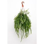 Леписмиум Боливианум d17 см h25 см тип 2 Леписмиум Боливианум d17 см h25 см тип 2