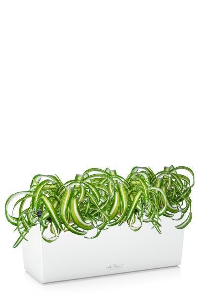 Хлорофитум Бонни в BALCONERA COLOR 50