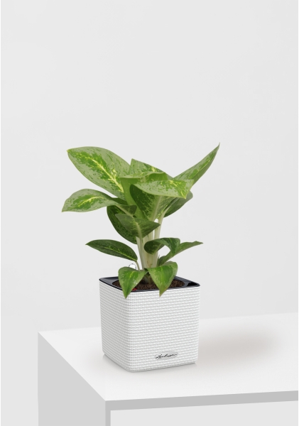 Аглаонема Лемон Минт 12/40 см в CUBE Color 16