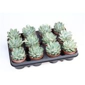 Эхеверия Hybrid Rigel d8.5 см h10 см