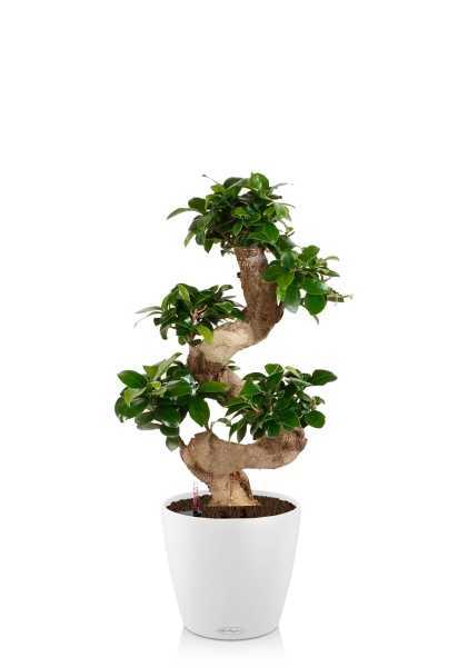 Бонсай Фикус Гинсенг в CLASSICO COLOR 28 Бонсай Фикус Гинсенг в CLASSICO COLOR 28