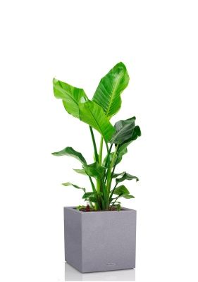 Стрелиция Николай 24/130 см в CANTO STONE LOW 30, серый камень