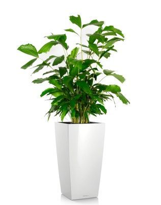 Кариота 27/160 см в CUBICO 40, белый блестящий