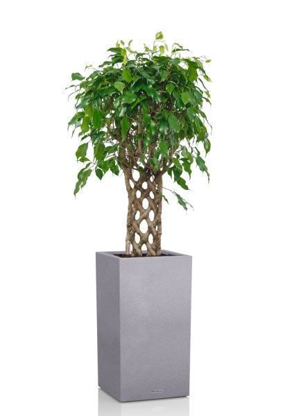 Фикус Экзотика решетка 23/100 см в CANTO STONE HIGH 30 Фикус Экзотика решетка 23/100 см в CANTO STONE HIGH 30