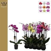 Фаленопсис 2 ствола Mix 16+ (bernhard) d12 см h60 см Фаленопсис 2 ствола Mix 16+ (bernhard) d12 см h60 см