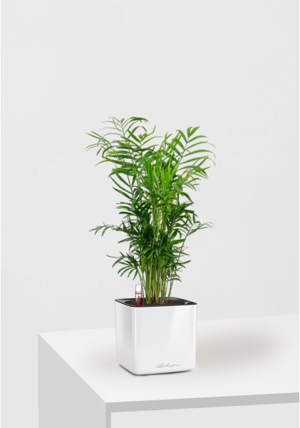 Хамедорея Элеганс 12/45 в CUBE GLOSSY 14